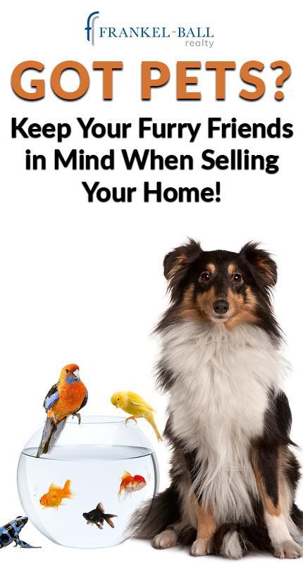 Tips for Moving with Pets